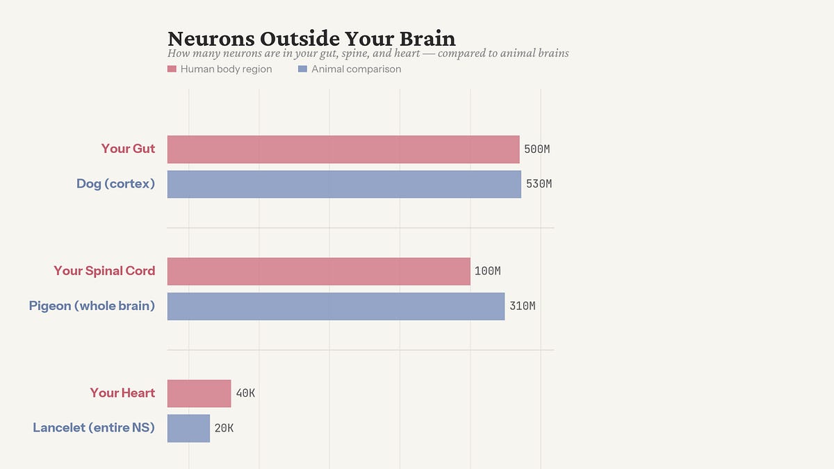 Neurons outside the brain